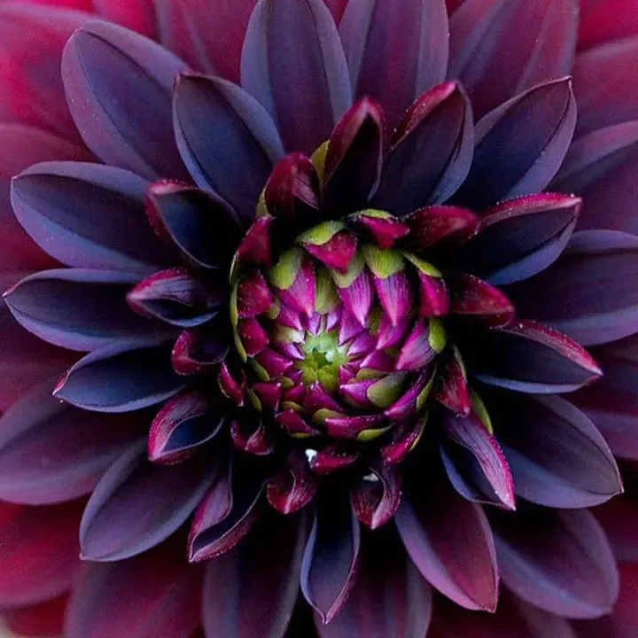 🌺Rare Dahlia