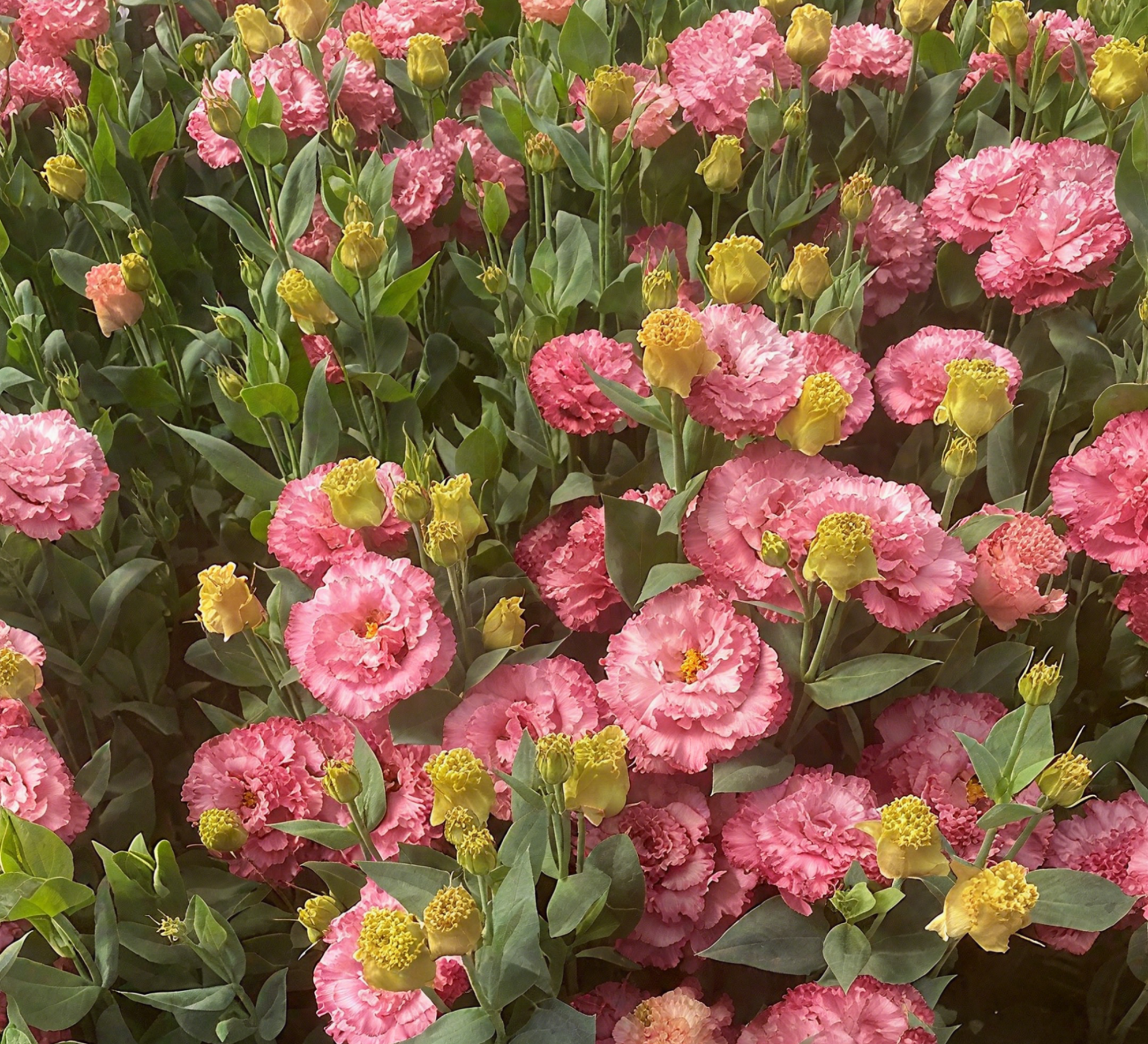 🔥🌺Low-maintenance Eustoma Flower Seeds🌈