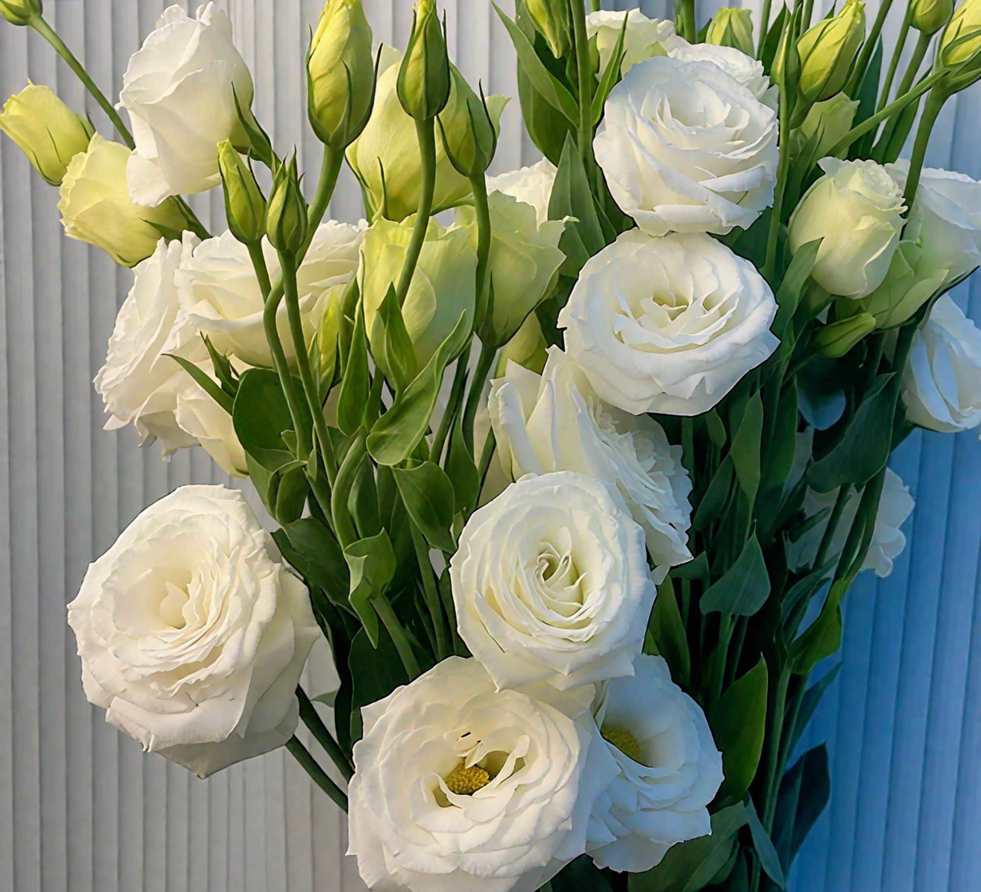 🔥🌺Low-maintenance Eustoma Flower Seeds🌈