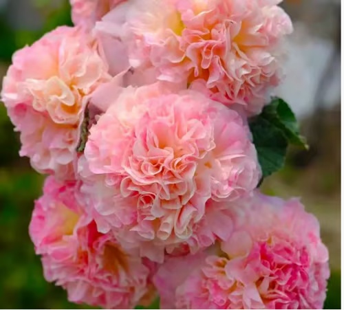 🏆 50K+ SOLD!🌺Double Hollyhock Seeds – Fall & Winter Planting, Perennial Blooms & Stunning Garden Elegance 🍂