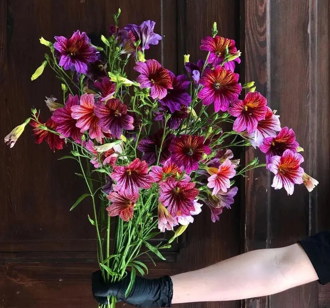 Chilean Morning Glory Seeds