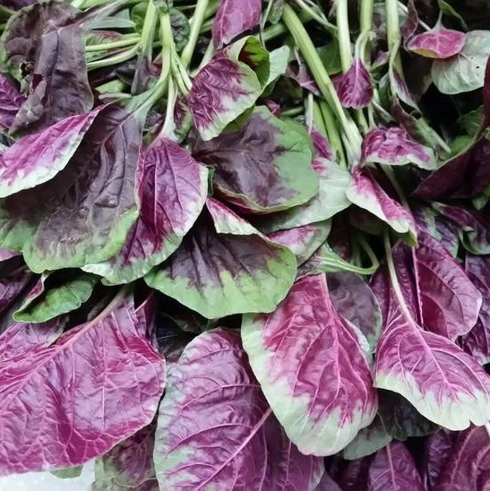 Large-Leafed Red Amaranth Seeds 
