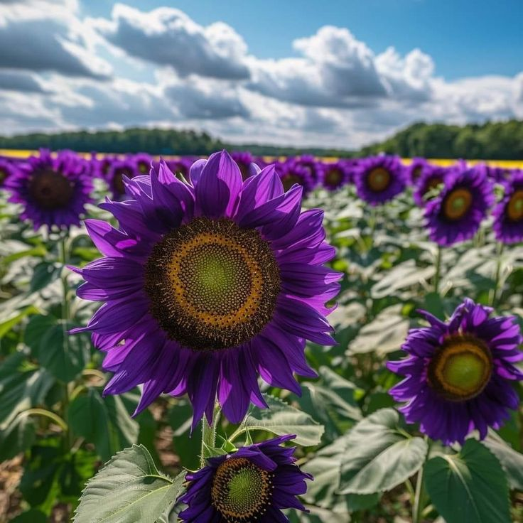 Purple Sunflower Seeds
