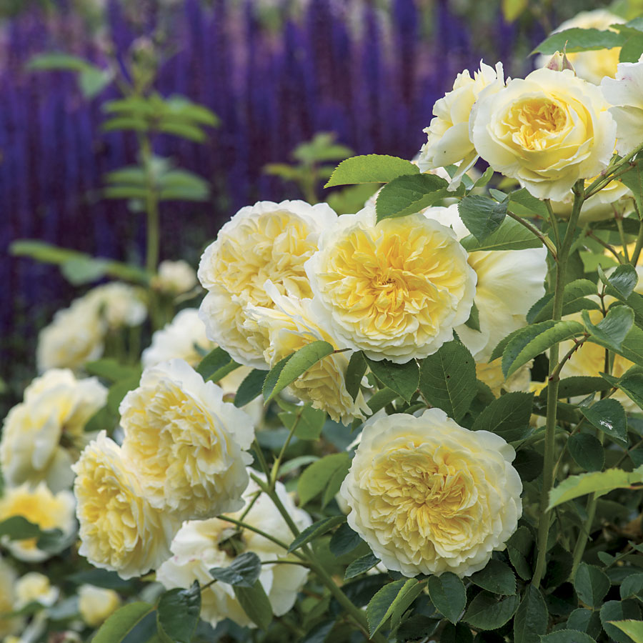 💐Beautiful Climbing Rose Seeds