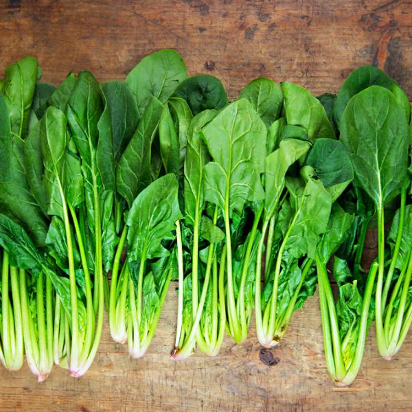 Heat-tolerant Spinach Regiment F1 Organic -Grown in summer