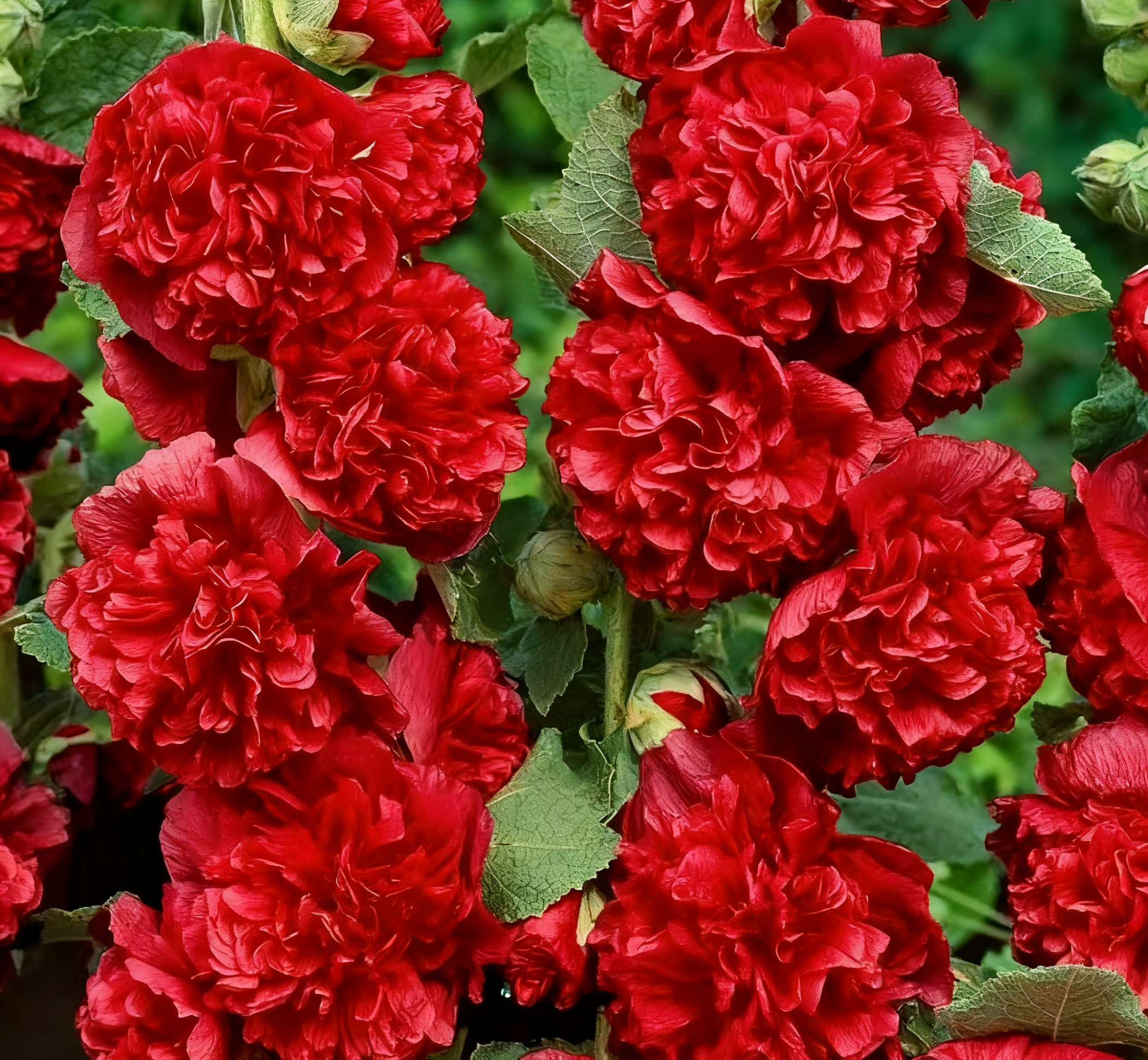 🏆 50K+ SOLD!🌺Double Hollyhock Seeds – Fall & Winter Planting, Perennial Blooms & Stunning Garden Elegance 🍂