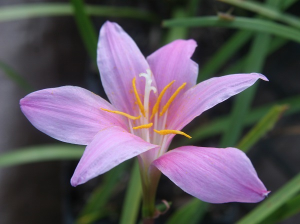 zephyranthes-grandiflora-up-close-pink-rain-lilies-600-x-448.jpg