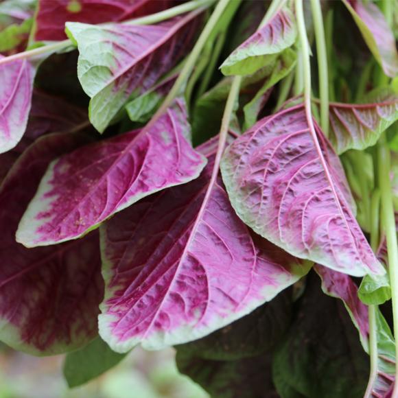Large-Leafed Red Amaranth Seeds 