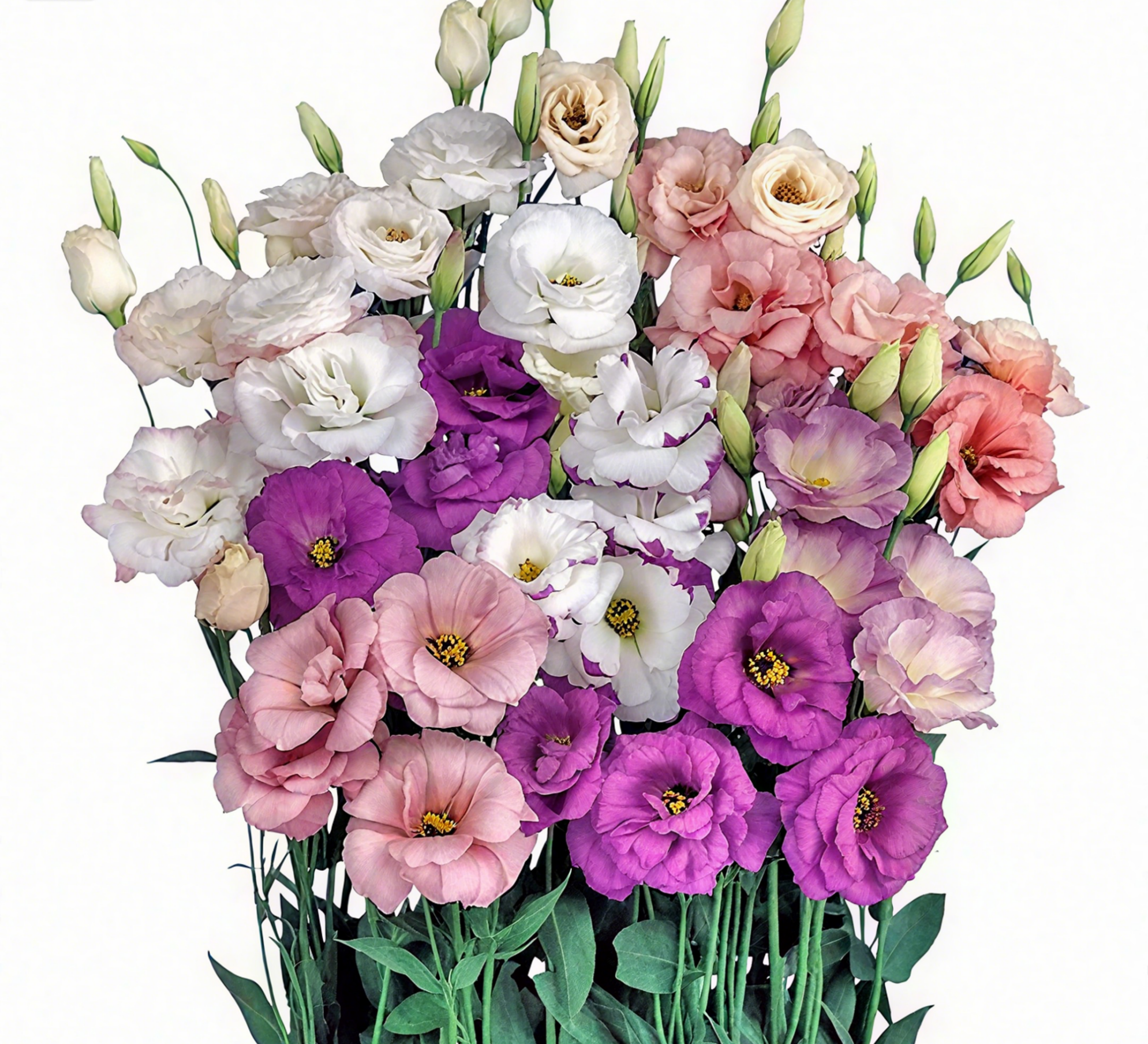 🔥🌺Low-maintenance Eustoma Flower Seeds🌈