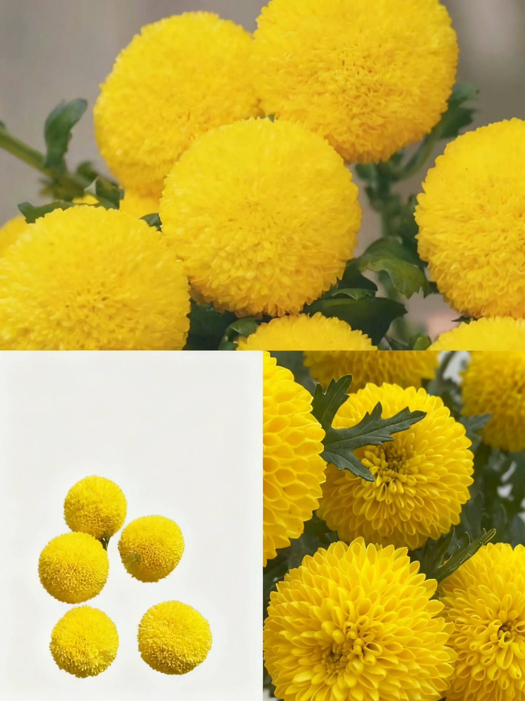 🏵️Colorful Ping Pong Chrysanthemum Seeds