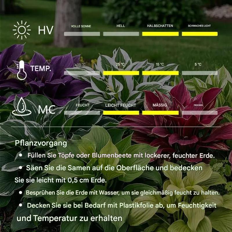 💥2025 Sonderangebot 🌌Mitternachtsblaue Herz-Hosta-Samen, mehrjährige Schattenpflanze für den Garten