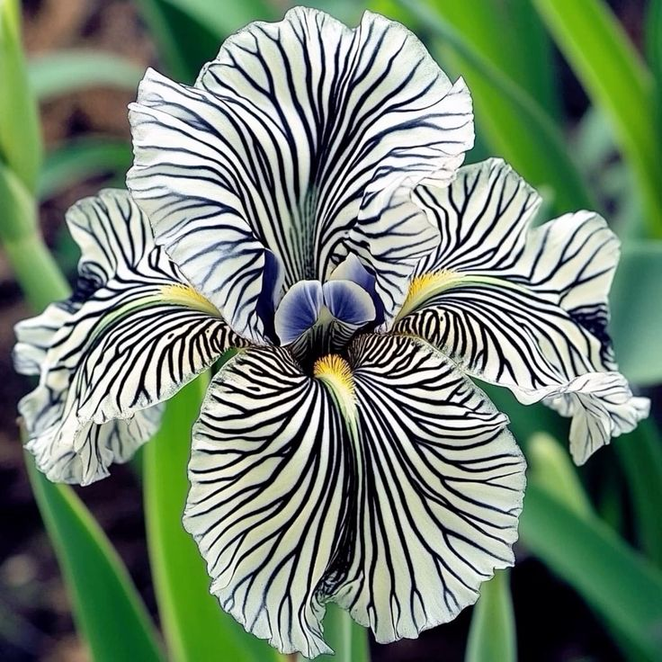 Rare Iris Bulbs⚜️