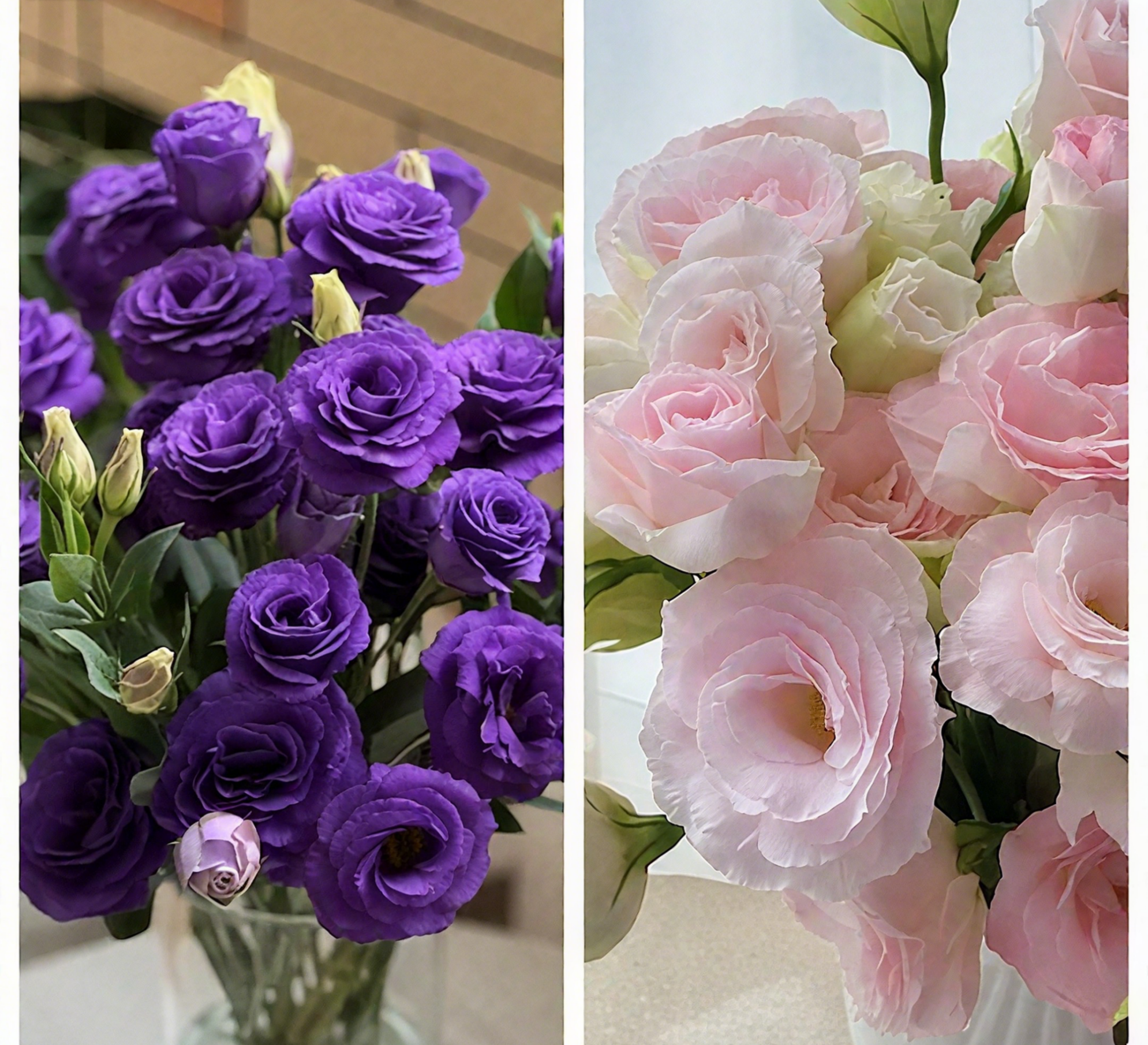 🔥🌺Low-maintenance Eustoma Flower Seeds🌈