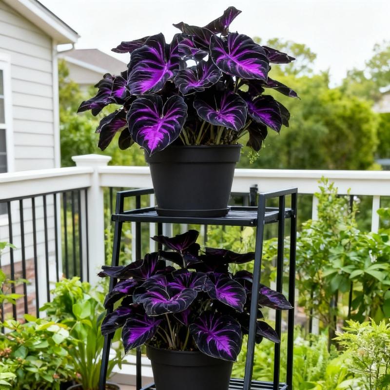 🖤✨ Midnight Magic: Black Purple Caladium Bulbs Are Taking Over Shade Gardens! ✨🖤