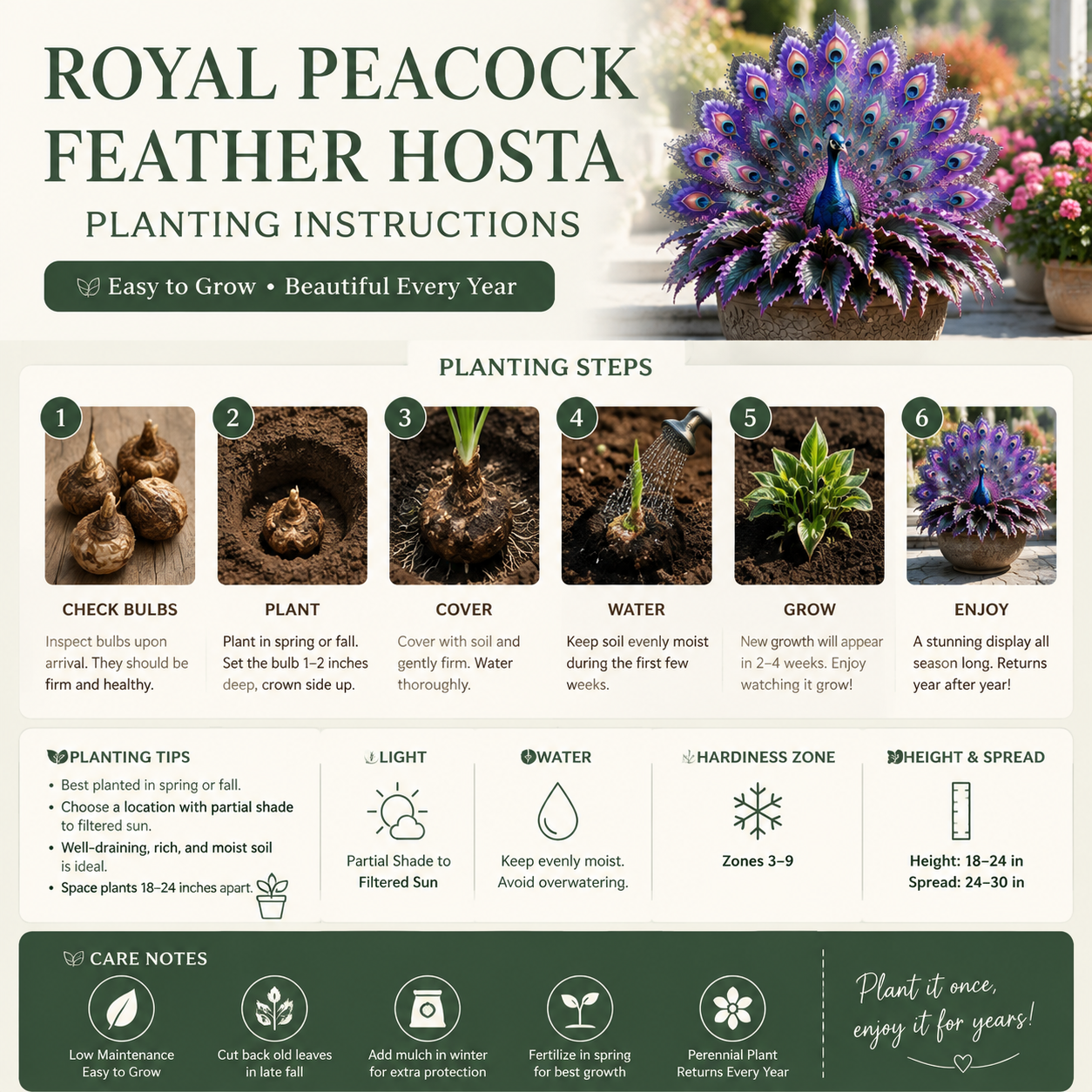 🦚 Royal Peacock Feather Hosta - The Rare Garden Beauty Everyone Notices