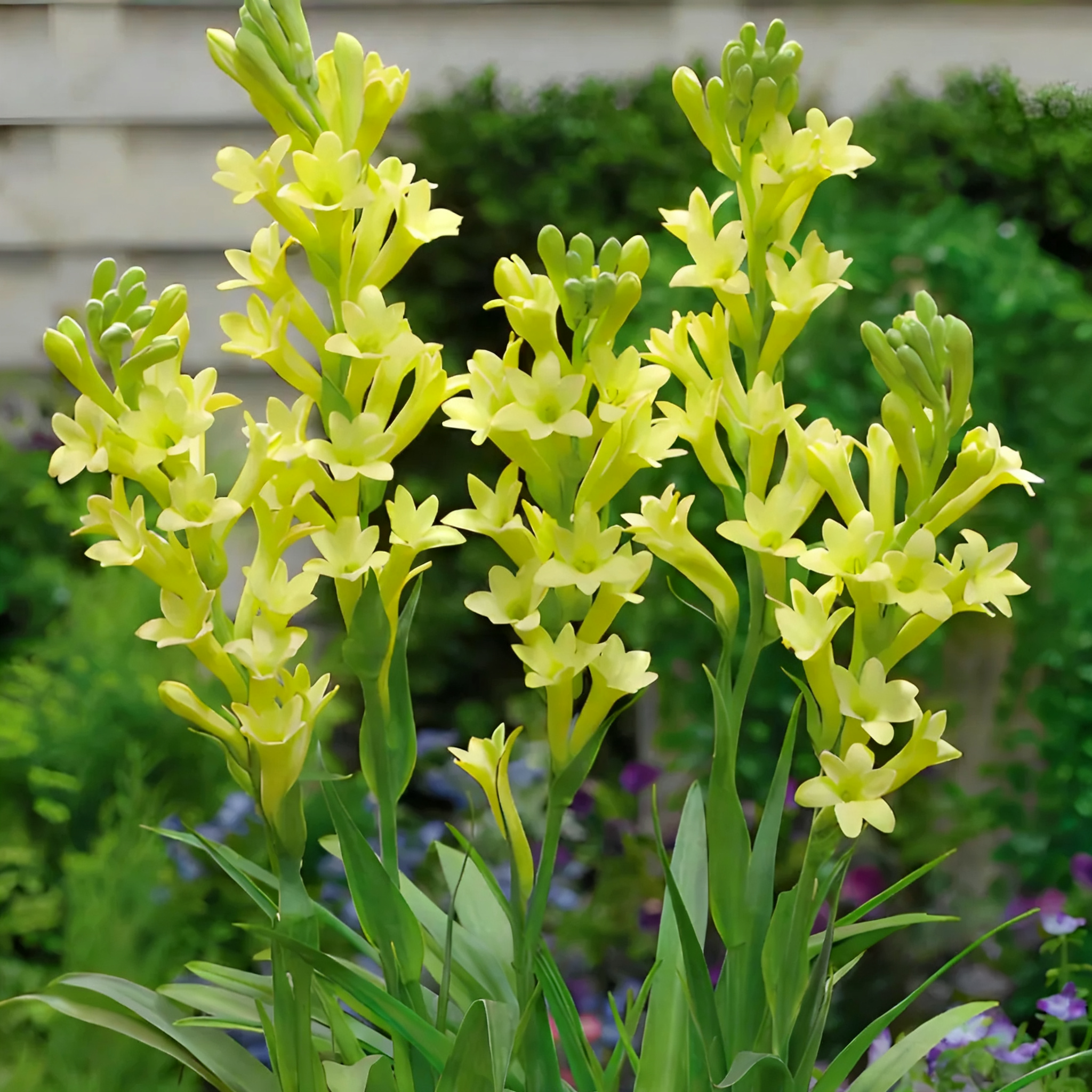 Tuberose Blubs