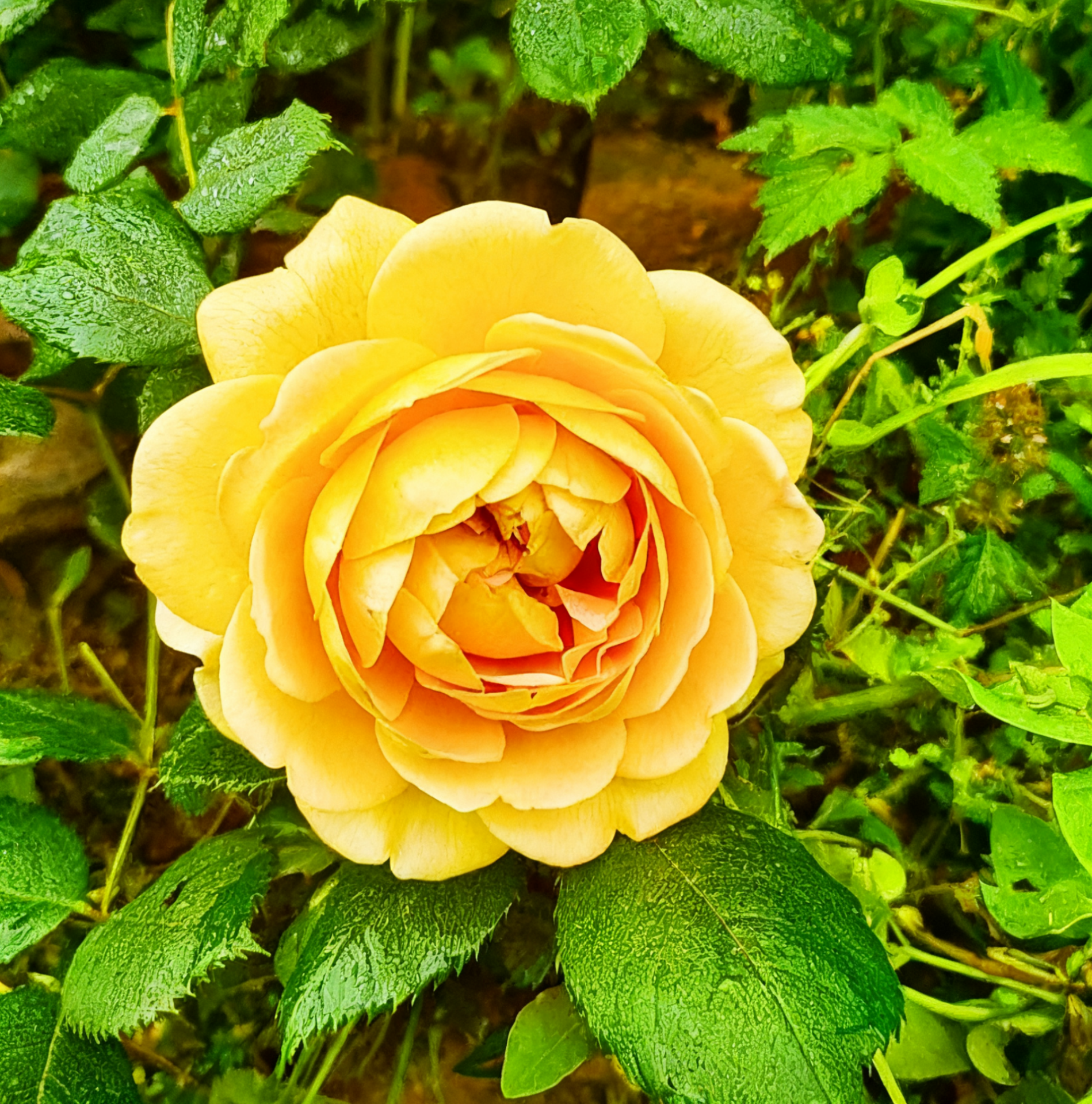 🌹 Yueji Rose – The Flower That Never Stops Blooming 🌸✨