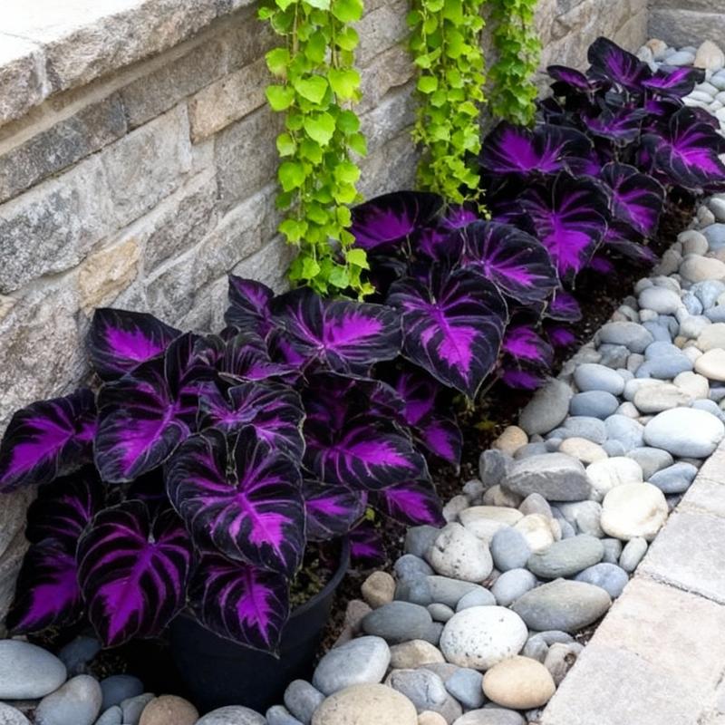 🖤✨ Midnight Magic: Black Purple Caladium Bulbs Are Taking Over Shade Gardens! ✨🖤