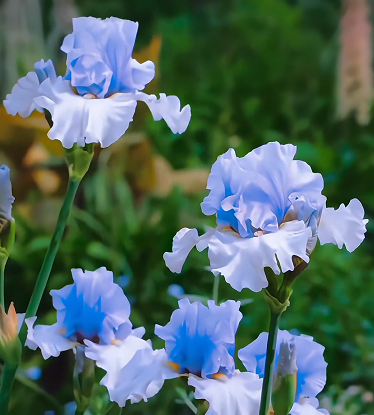 Multi Iris Seeds: Vibrant, Resilient, and Spectacular Blooms