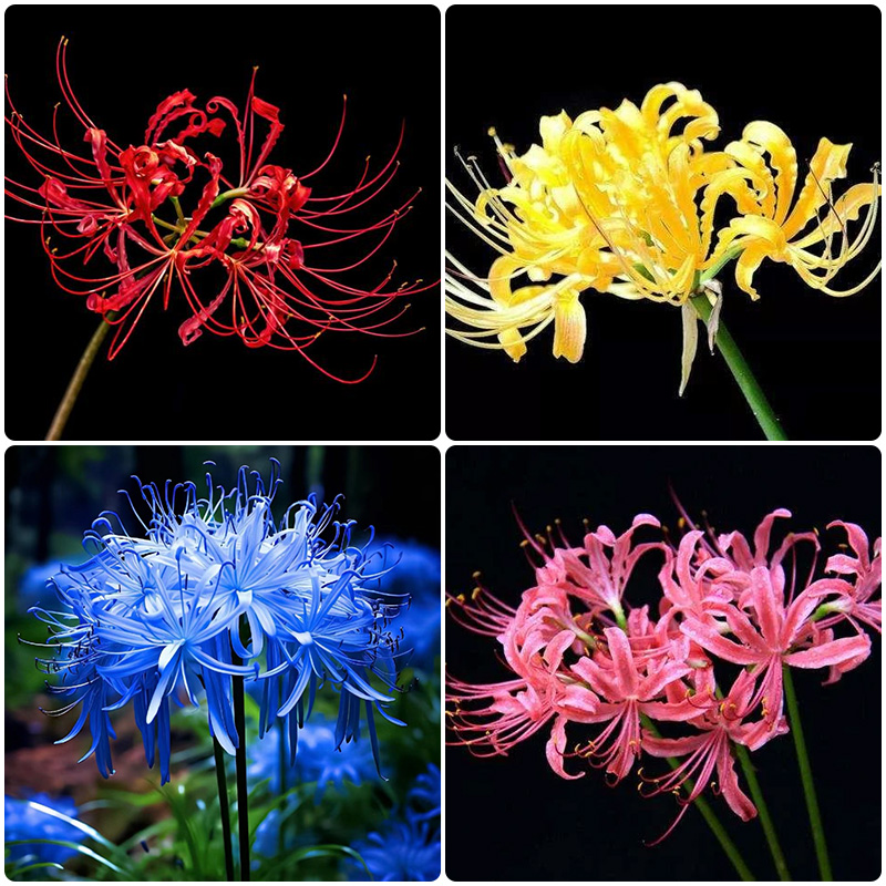 🌸Lycoris Radiata Multi-Color – Flowers of Mystery, Romance, and Everlasting Charm