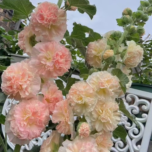 🏆 50K+ SOLD!🌺Double Hollyhock Seeds – Fall & Winter Planting, Perennial Blooms & Stunning Garden Elegance 🍂