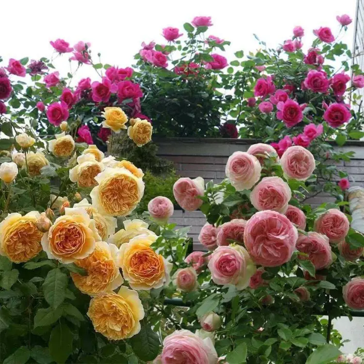 💐Beautiful Climbing Rose Seeds