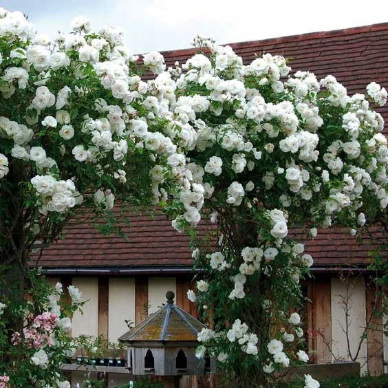 💐Beautiful Climbing Rose Seeds