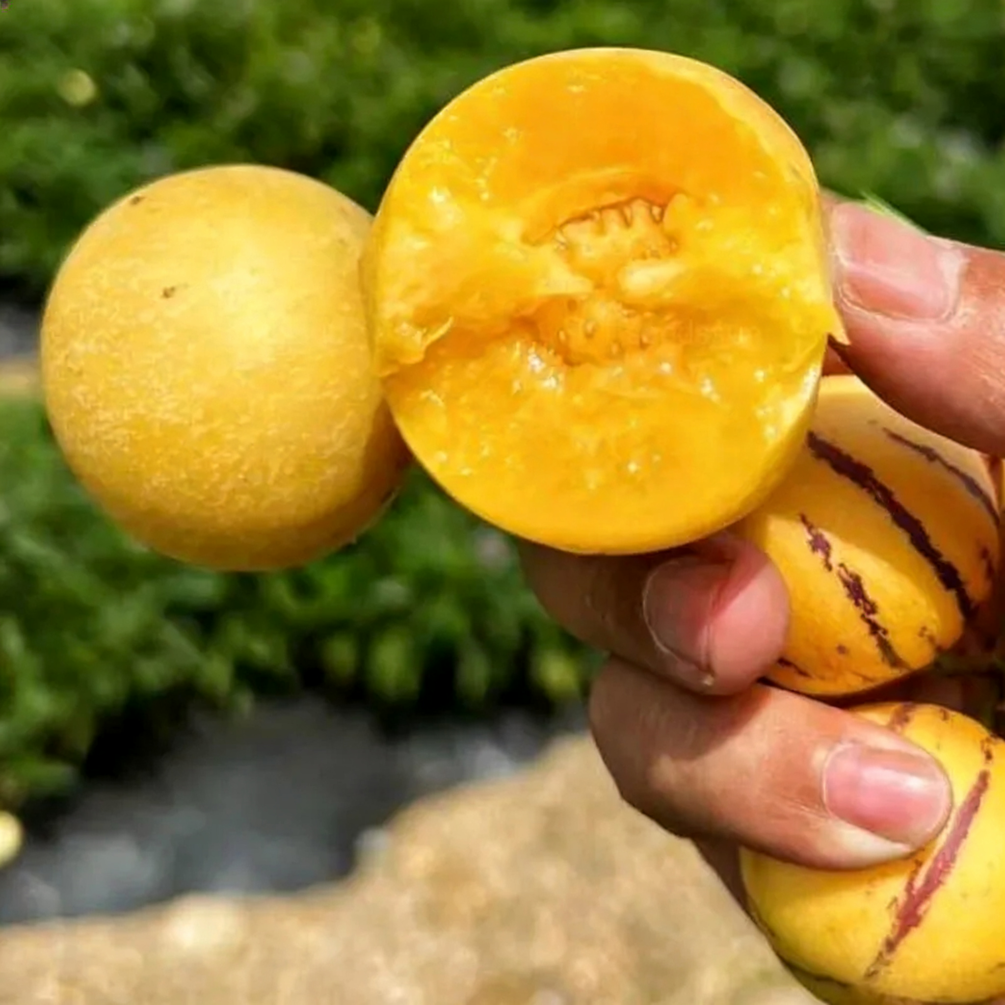 🌿Ginseng Fruit Seeds-Easy To Grow🌱