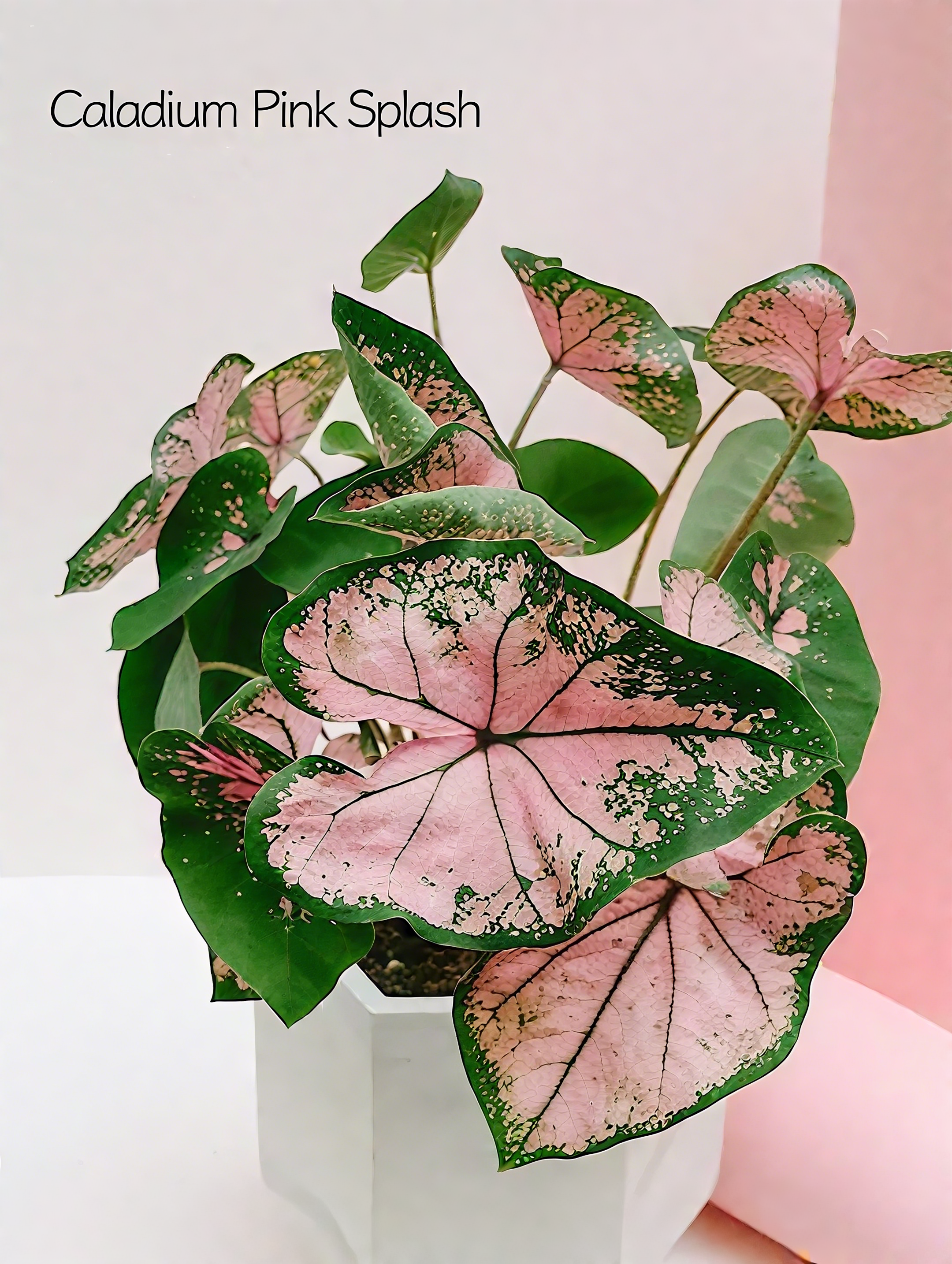 🌈 Bring Life & Color Home with Caladium – The Leaf That Inspires Joy!