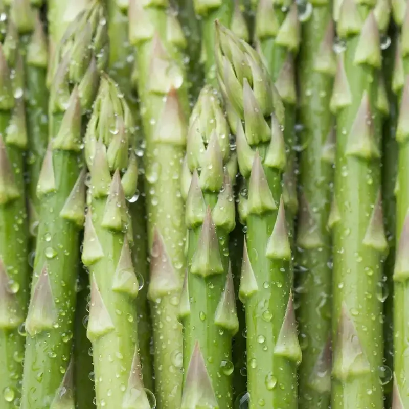 🌱 🔥🔥🔥Grow Your Own Asparagus from Seed — Fresh, Flavorful & Long-Lasting 👑