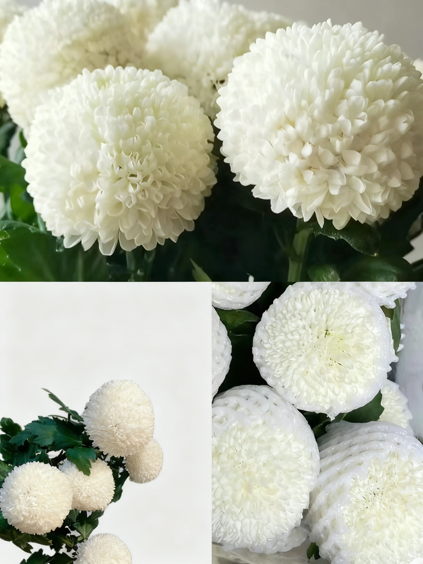 🏵️Colorful Ping Pong Chrysanthemum Seeds