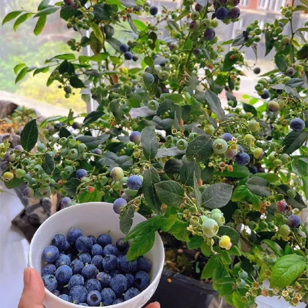 🔥Sweet Ice Blueberry - Year-Round Harvest