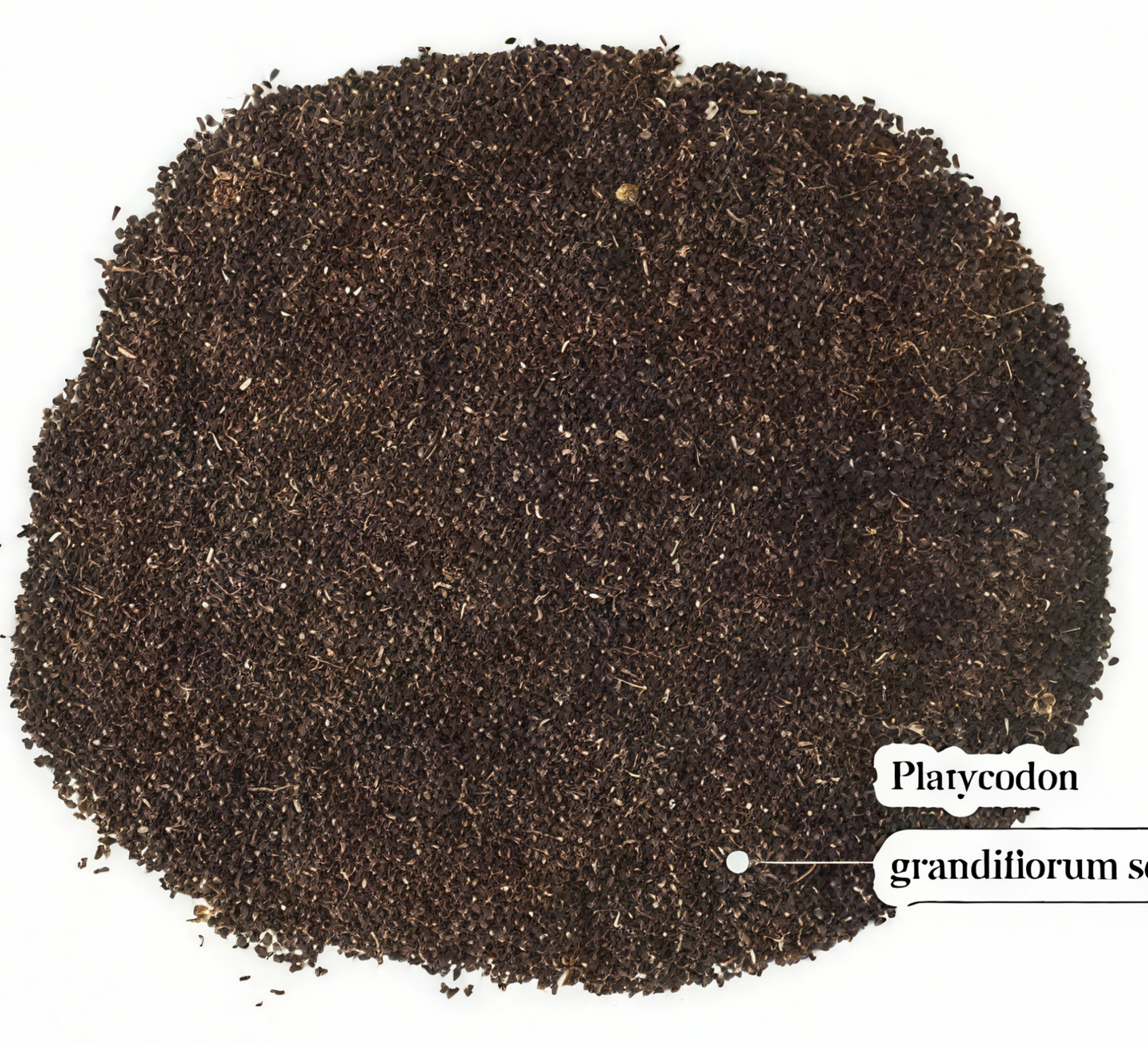 🔥🌺Low-maintenance Eustoma Flower Seeds🌈