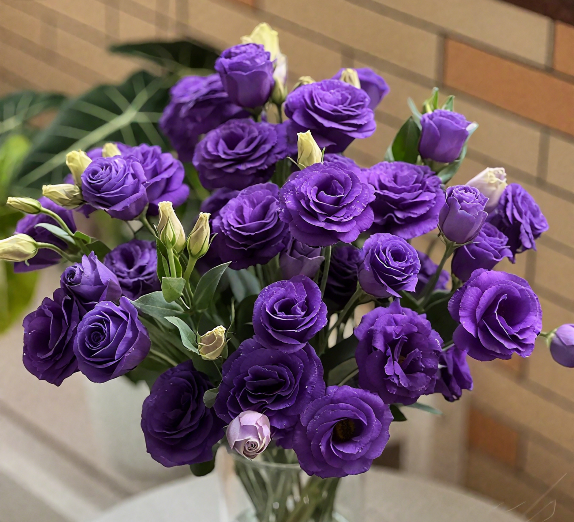 🔥🌺Low-maintenance Eustoma Flower Seeds🌈