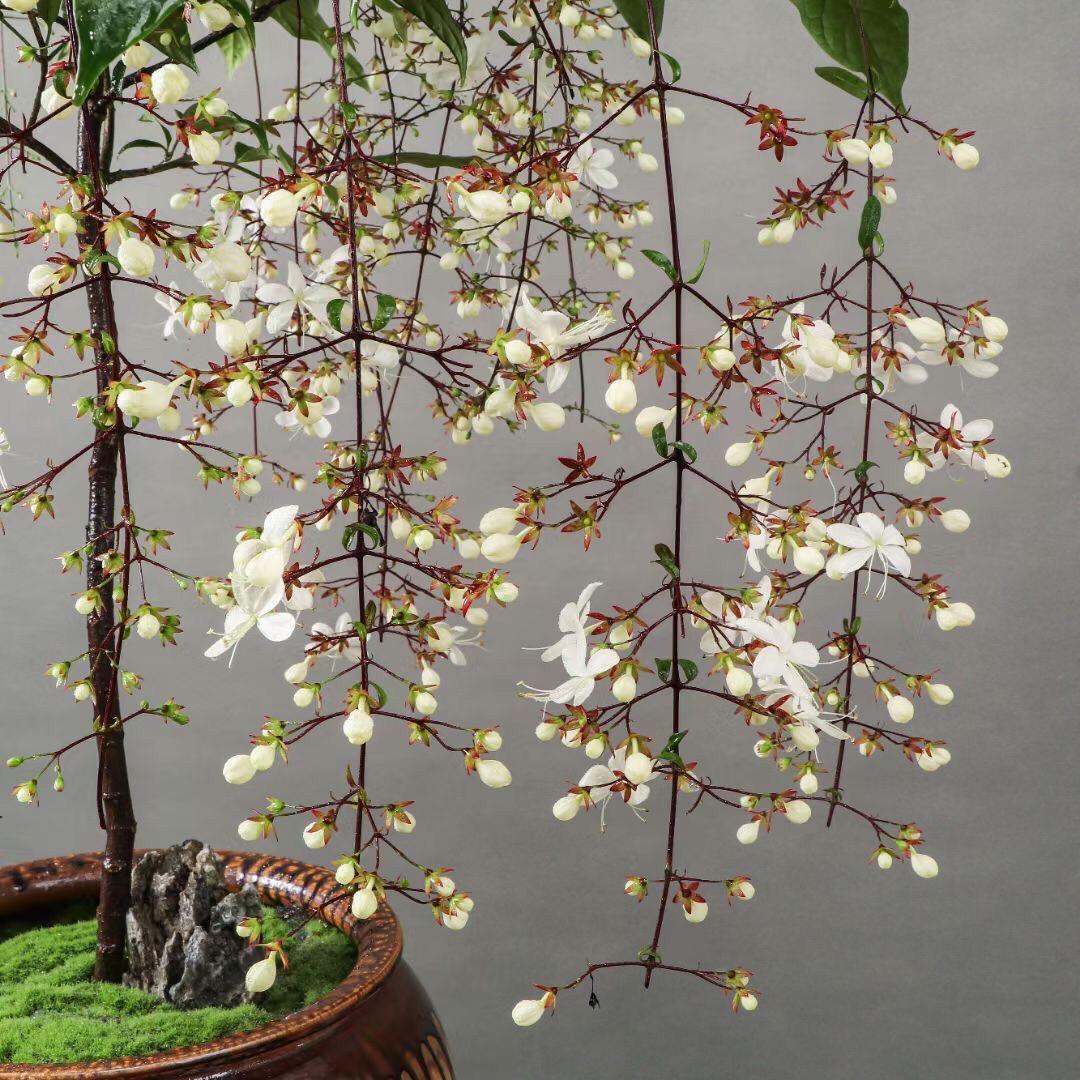 💐You Are My Life-Weeping Jasmine Flowers Seeds