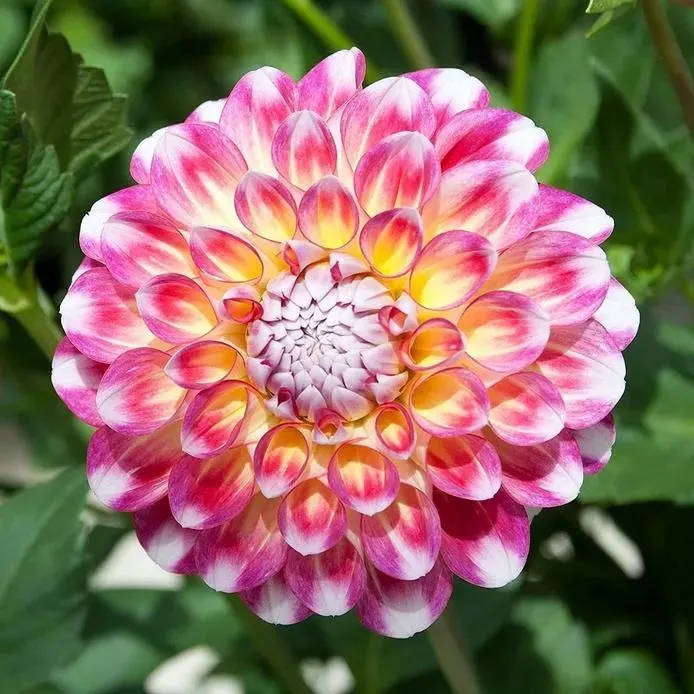 🌺Rare Dahlia
