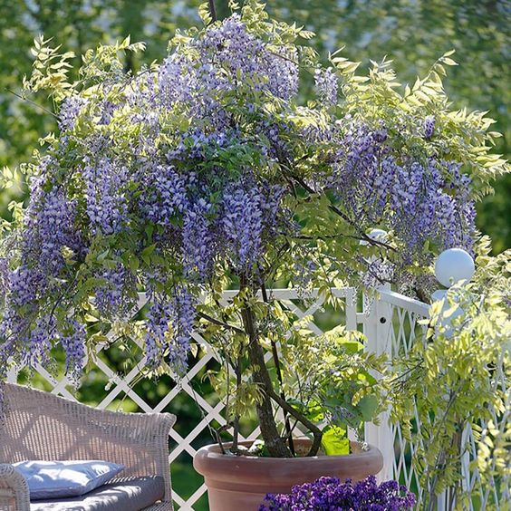 Mehr Pin 图图片 0 Mehr Pin 图图片 0