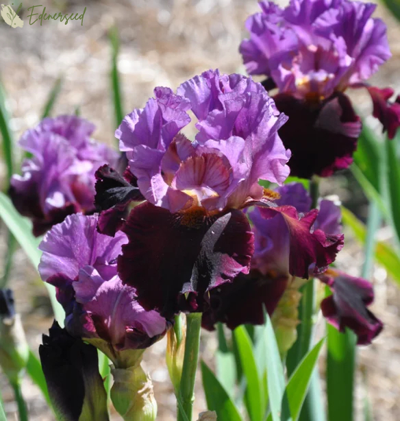 Multi Iris Seeds: Vibrant, Resilient, and Spectacular Blooms