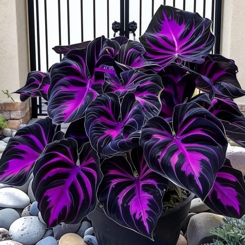 🖤✨ Midnight Magic: Black Purple Caladium Bulbs Are Taking Over Shade Gardens! ✨🖤
