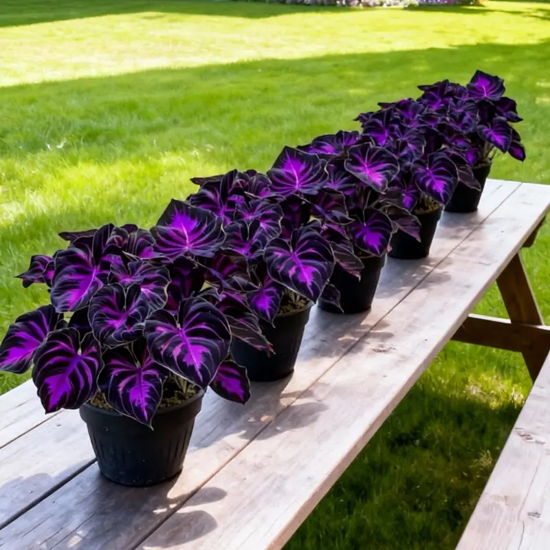 🪴Rare Hosta Bulbs for Elegant Shade Gardens
