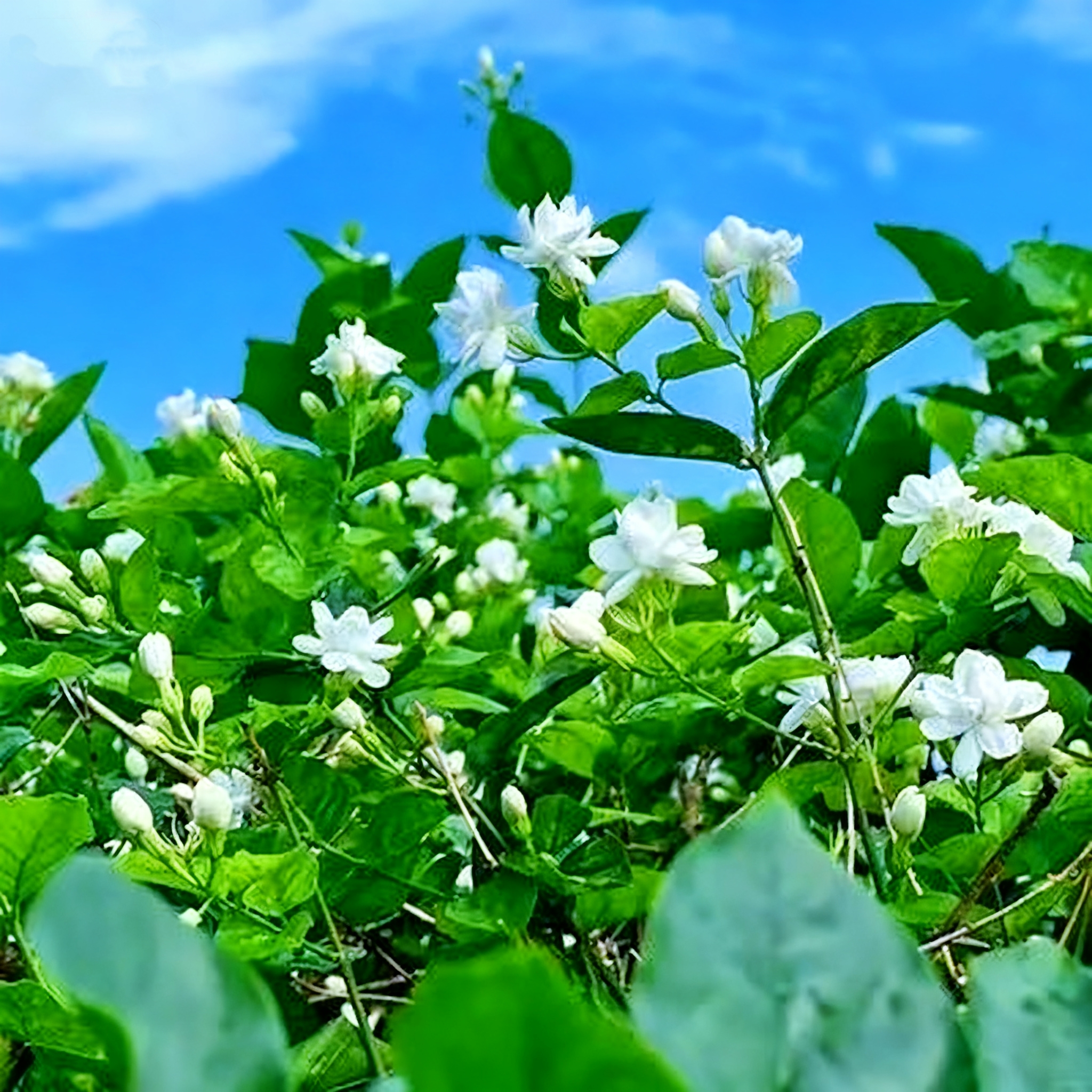 🔥⏰Last Day 49% OFF - Climbing Jasmine Flower Seeds - Nighttime Perfumer