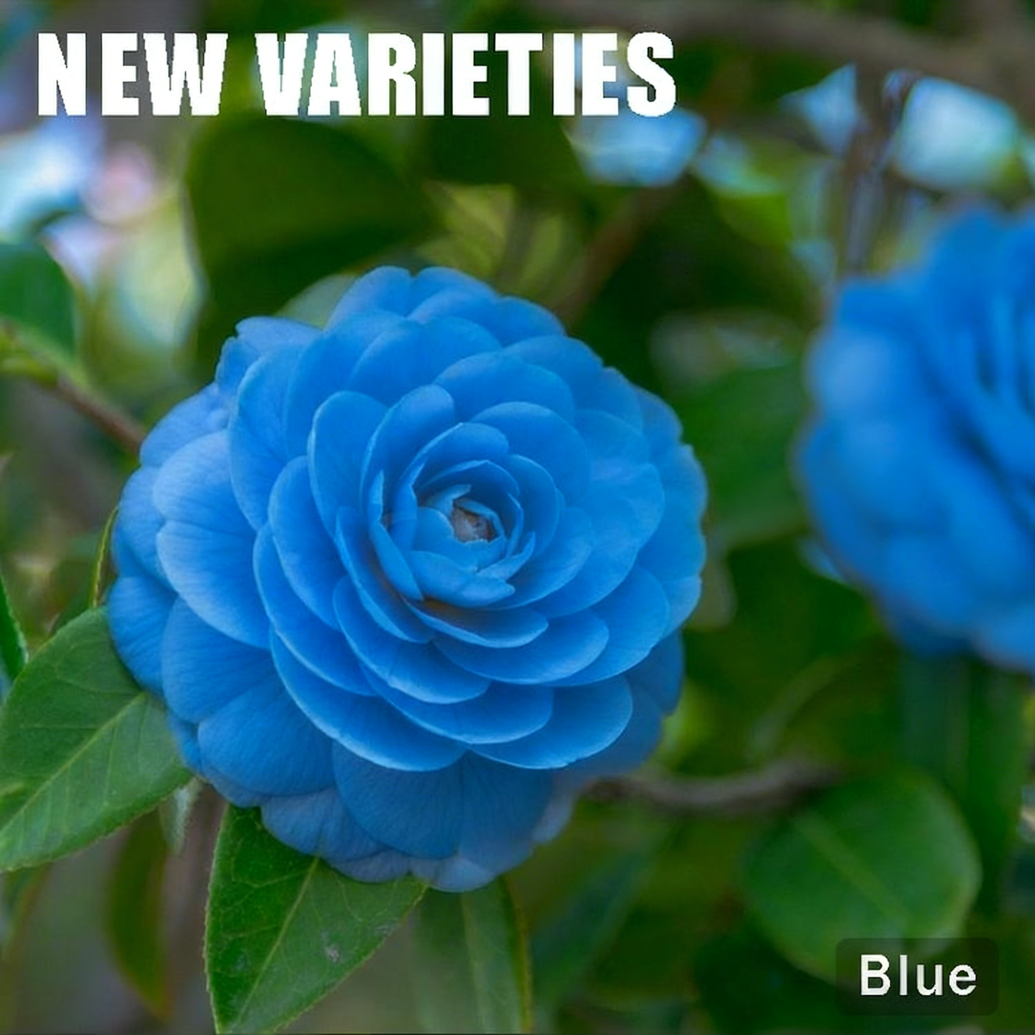 Camellia Flower Seeds – 8 Romantic Colors, Winter Blooming Beauty