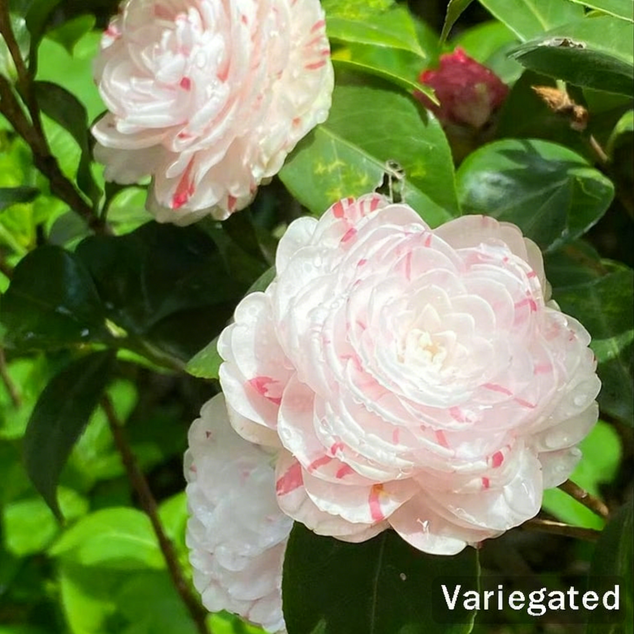 Camellia Flower Seeds – 8 Romantic Colors, Winter Blooming Beauty