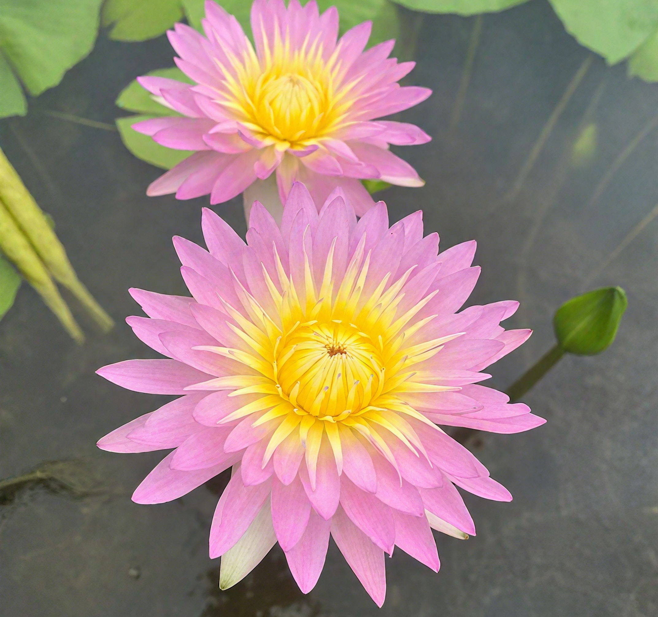 💐The Sacred Bonsai Bowl Lotus Flower Seeds
