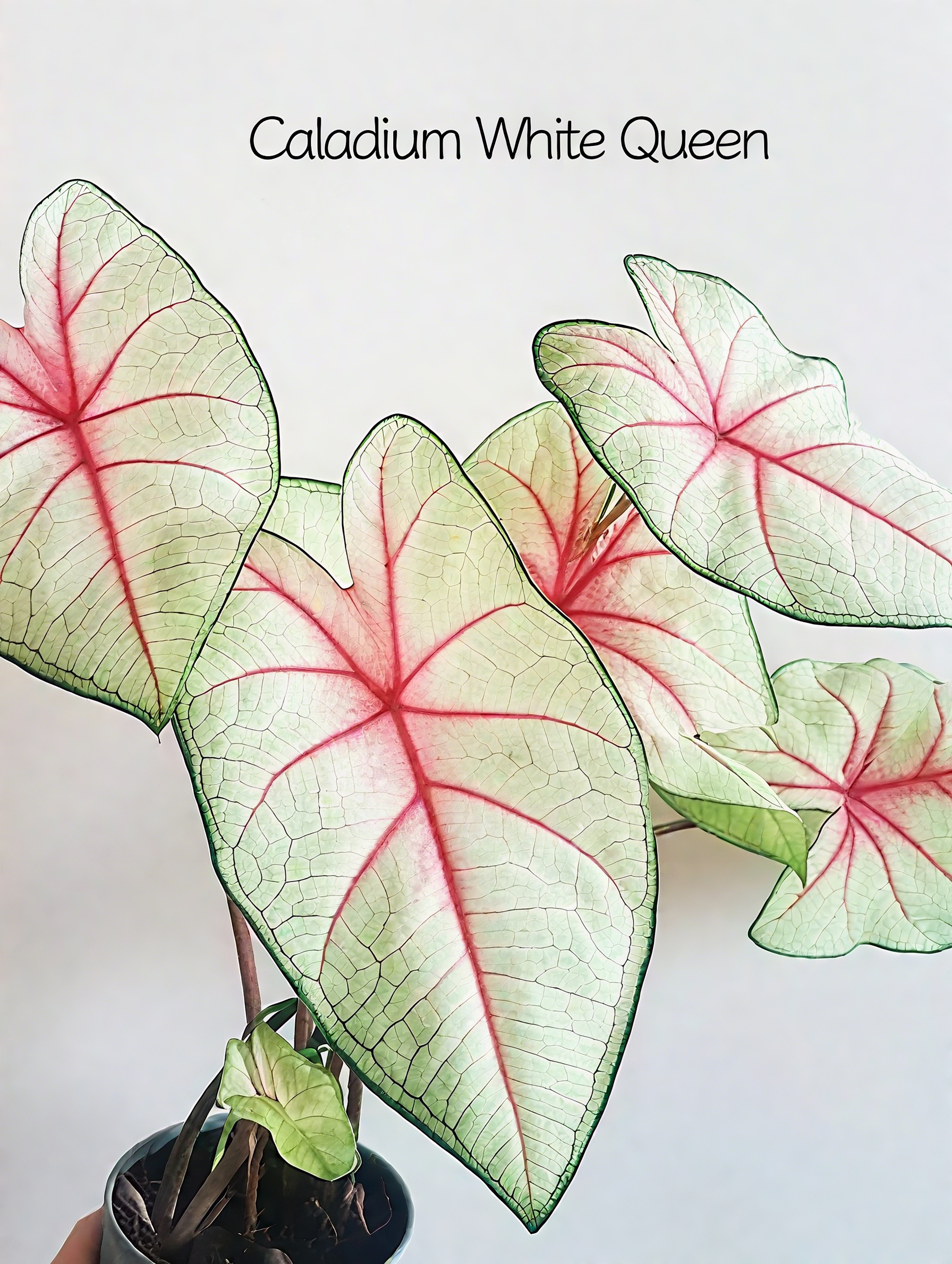 🌈 Bring Life & Color Home with Caladium – The Leaf That Inspires Joy!