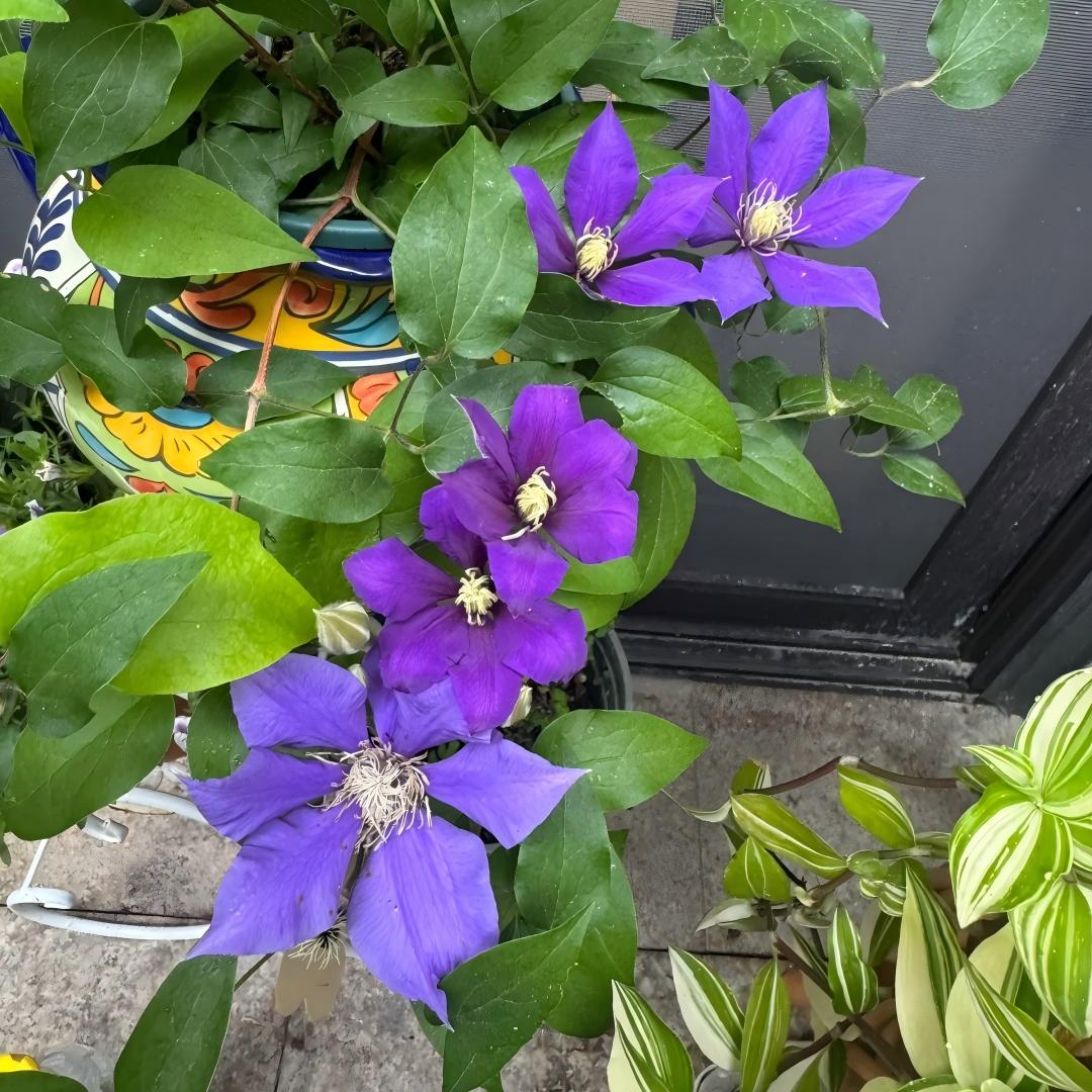 Clematis Seeds-The Queen of Climbing Vines