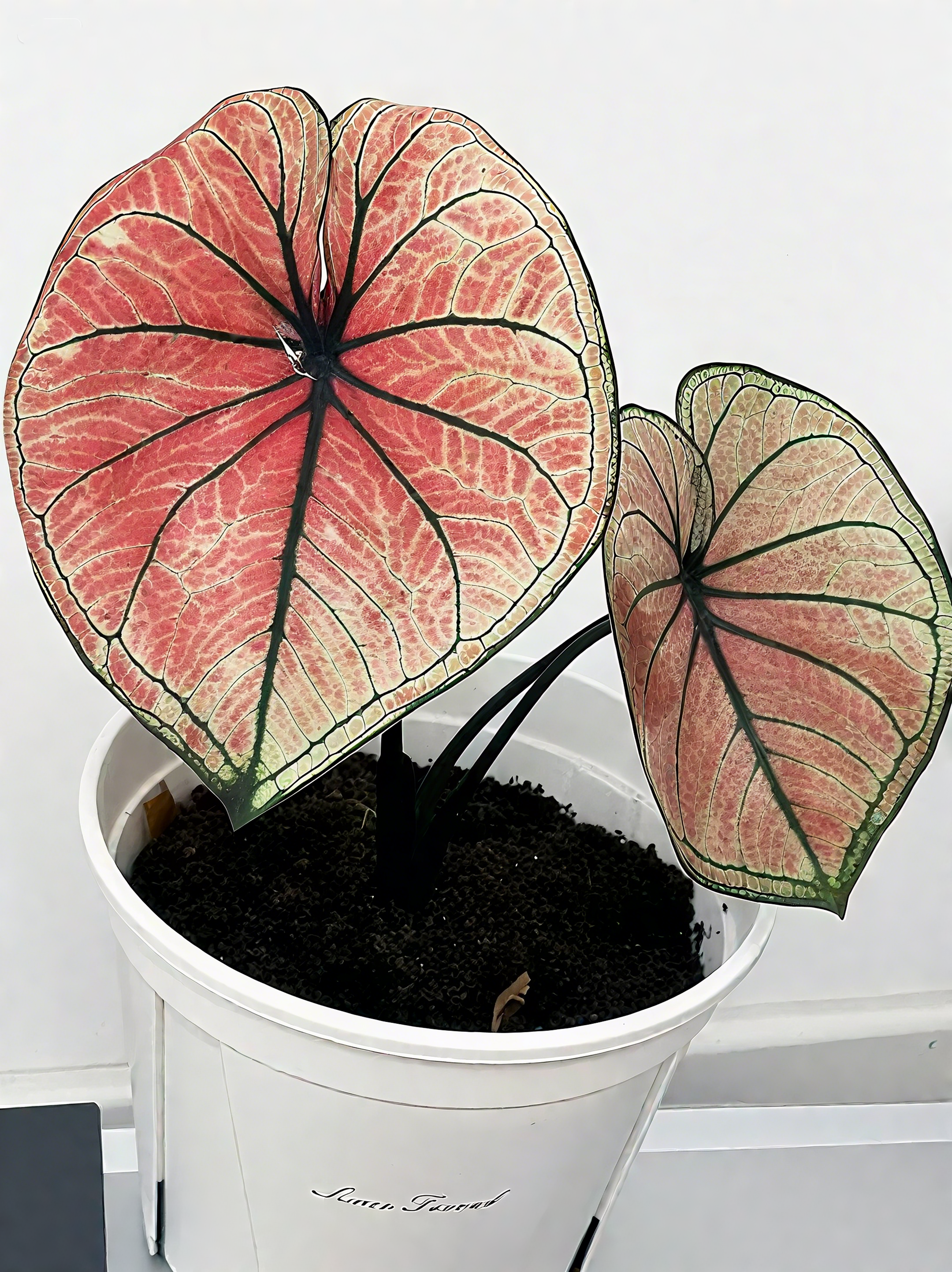 🌈 Bring Life & Color Home with Caladium – The Leaf That Inspires Joy!