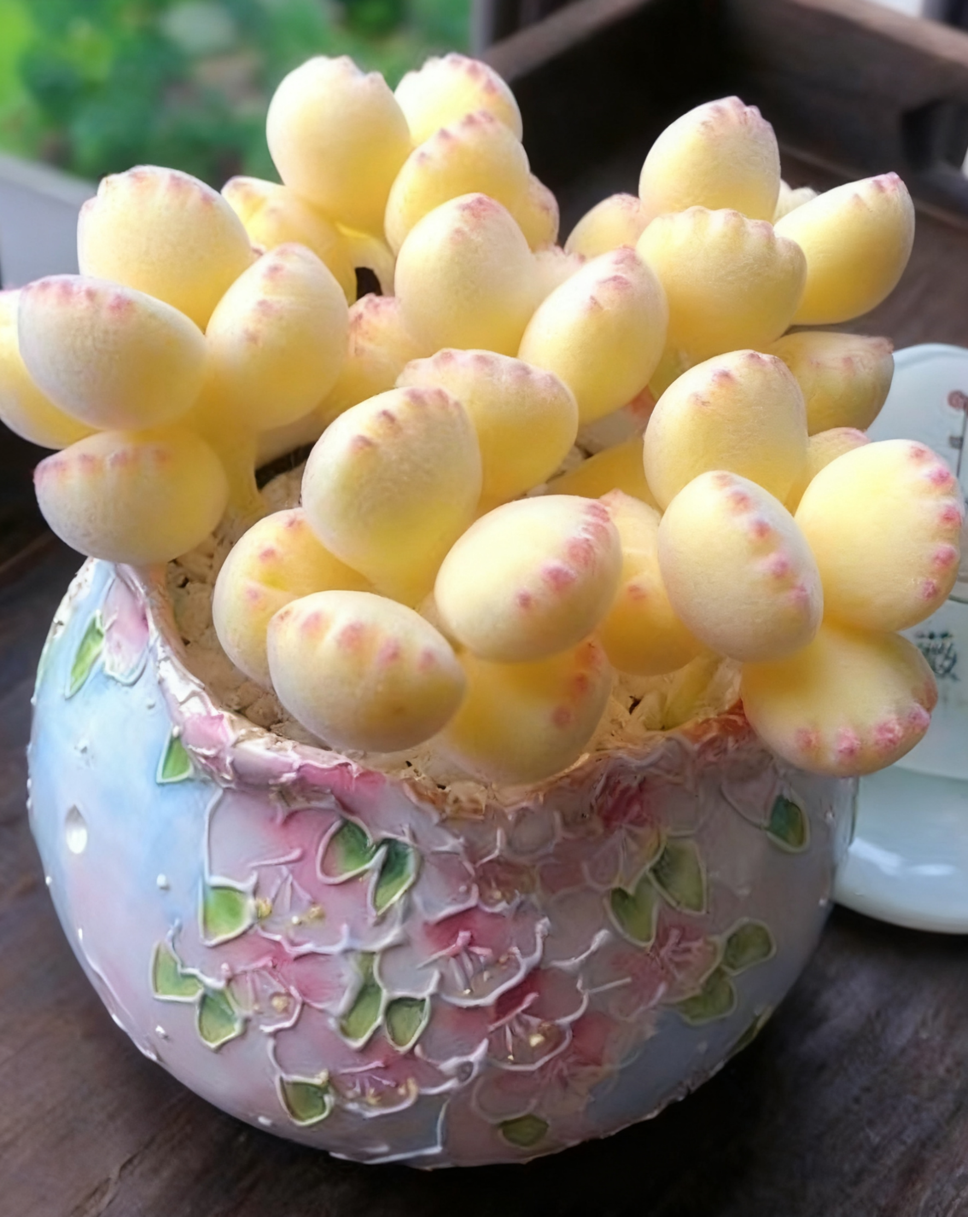 🌈 Dream Rainbow Succulent – A Touch of Color for Your Garden 🌱