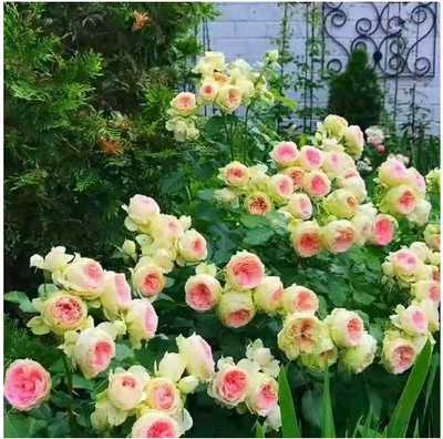 💐Heirloom Perennials Climbing Rose Seeds