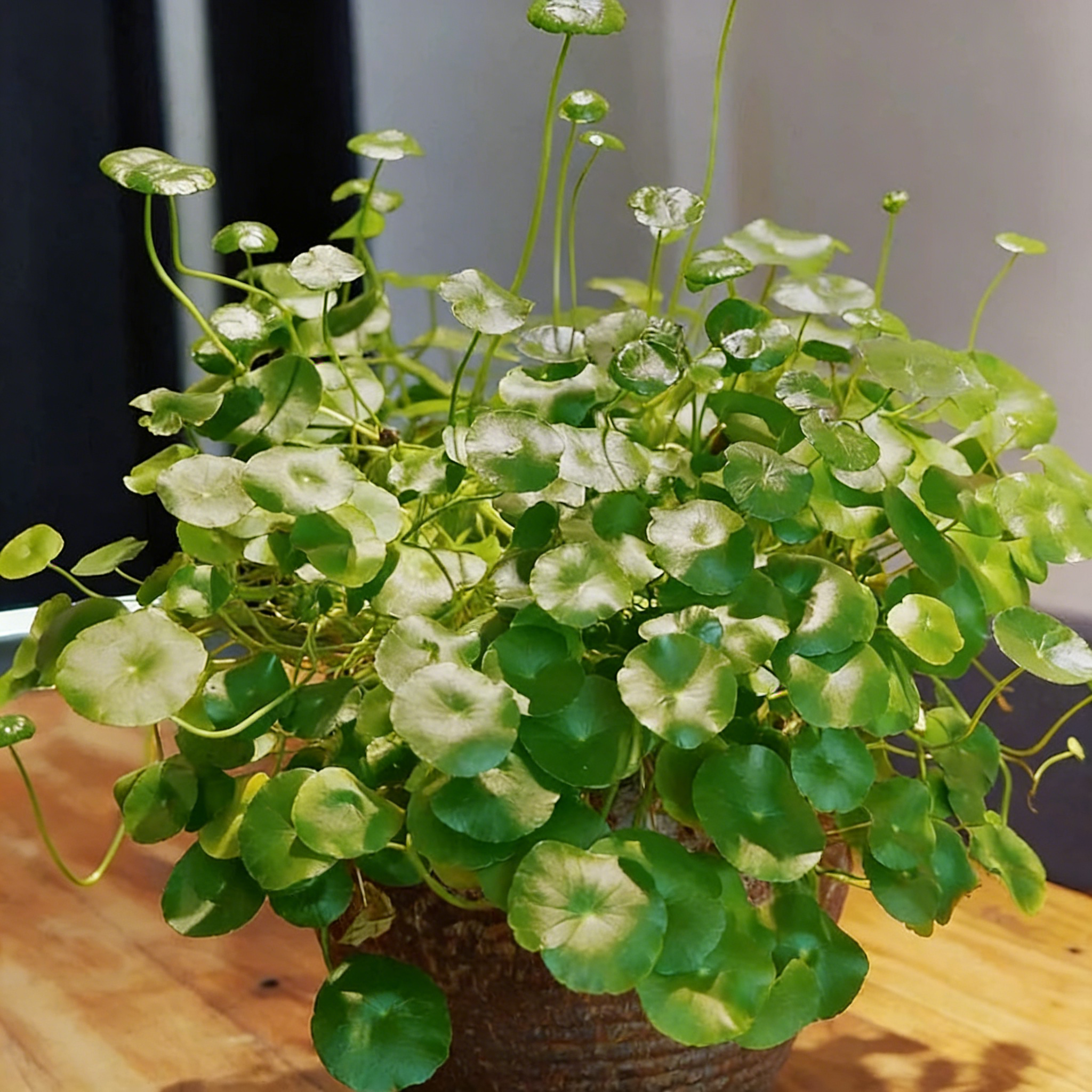 🍀Hydrocotyle Vulgaris Seeds-Copper Coin Grass